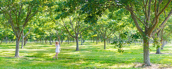 Photo Stitched Bokeh Panorama