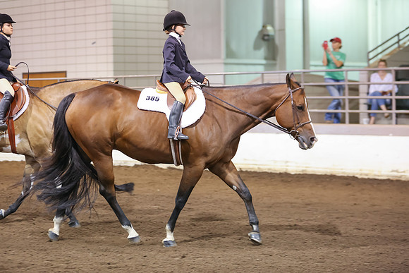 www.ngaphoto.com 2015 Georgia Federation of Saddle Clubs Championship Horse Show