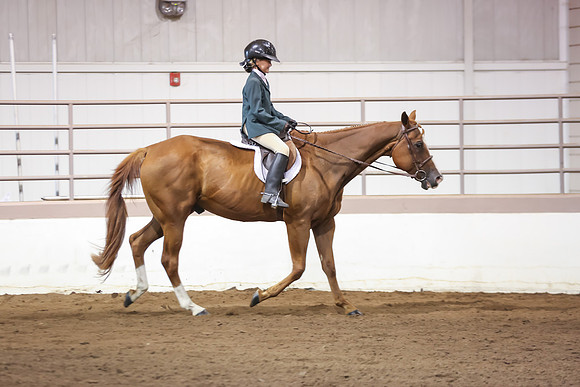 www.ngaphoto.com 2015 Georgia Federation of Saddle Clubs Championship Horse Show