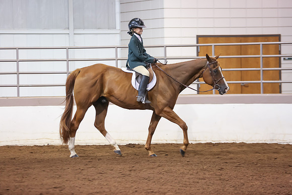 www.ngaphoto.com 2015 Georgia Federation of Saddle Clubs Championship Horse Show