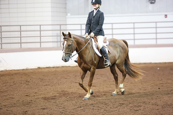 www.ngaphoto.com 2015 Georgia Federation of Saddle Clubs Championship Horse Show