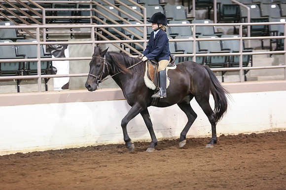 www.ngaphoto.com 2015 Georgia Federation of Saddle Clubs Championship Horse Show