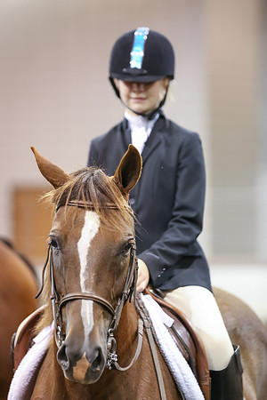 www.ngaphoto.com 2015 Georgia Federation of Saddle Clubs Championship Horse Show