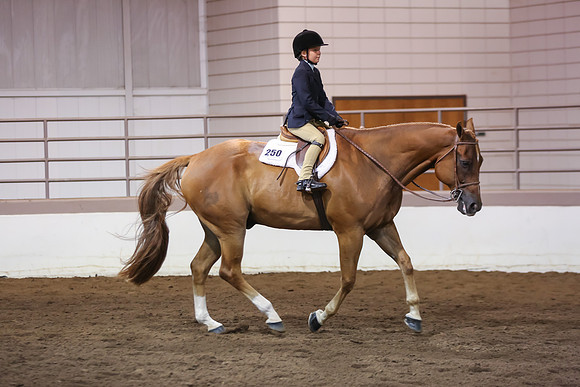 www.ngaphoto.com 2015 Georgia Federation of Saddle Clubs Championship Horse Show