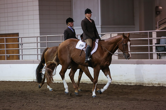 www.ngaphoto.com 2015 Georgia Federation of Saddle Clubs Championship Horse Show