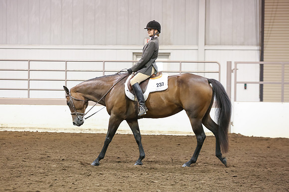 www.ngaphoto.com 2015 Georgia Federation of Saddle Clubs Championship Horse Show