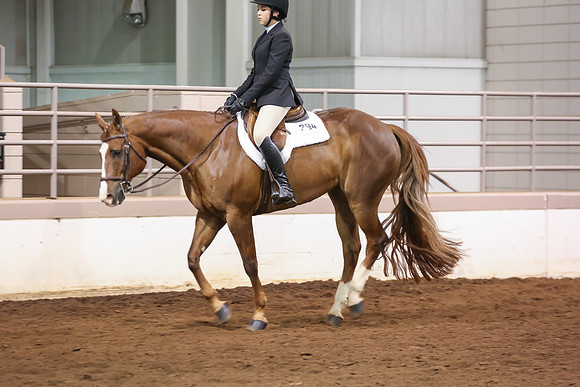 www.ngaphoto.com 2015 Georgia Federation of Saddle Clubs Championship Horse Show
