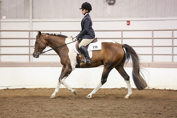 www.ngaphoto.com 2015 Georgia Federation of Saddle Clubs Championship Horse Show