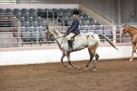 www.ngaphoto.com 2015 Georgia Federation of Saddle Clubs Championship Horse Show