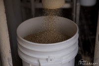 Cherry Street Brewing